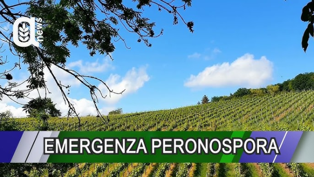 Emergenza Peronospora vigneti: modulo segnalazione danni entro il 20/09/2023